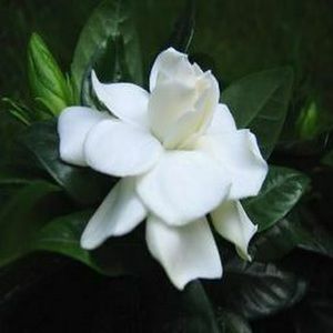 Meet your Posher, Gwen